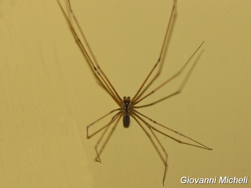 Pholcidae..Holocnemus pluchei - Arluno (MI)
